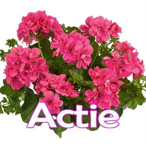 Bild von Geranium Hang P12 Actie Double Ana